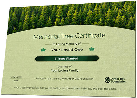 Plant Trees in Memory of Pe-Ja Campbell